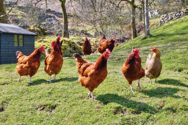 Best Backyard Chicken Breeds